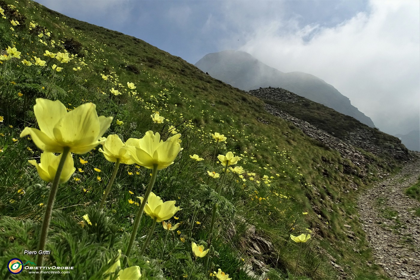 20 La sterrata-gippabile abbellita da fiori di pulsatilla alpina sulfurea.JPG